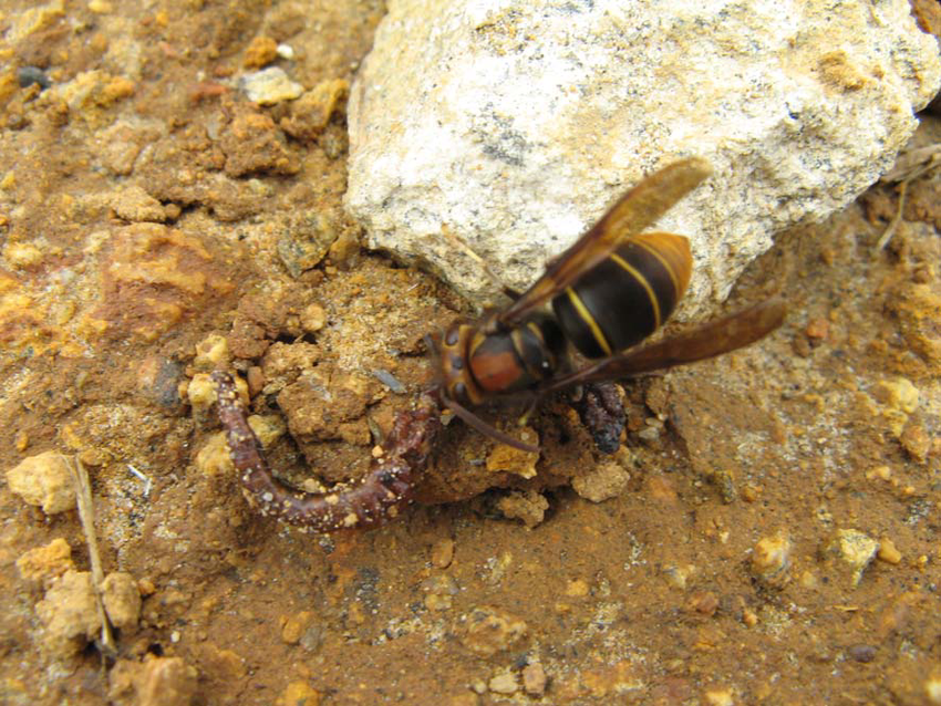 Cochlischnogaster daduganensis